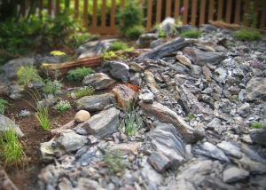 Petes Zoom | Bellingham | Hardscaping | Landscaping | Borrowed Ground